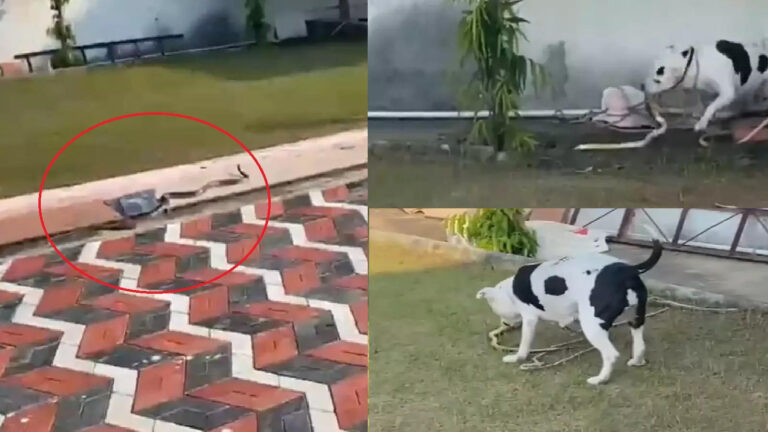 Pitbull Aur Saanp Ki Ladai Ka Video,पिटबुल और सांप की हुई लड़ाई… झांसी में हुई ये अनोखी फाइट, कौन बना विजेता, देखिए वीडियो – pitbull jenny risked her life to save children from snake watch dog snake fight video