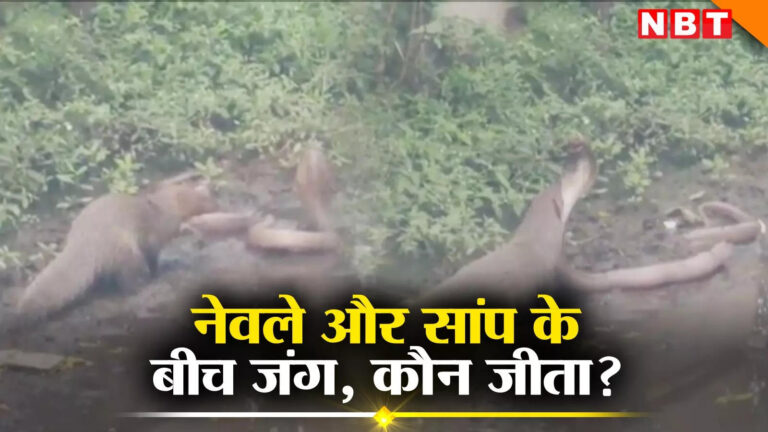 Saanp Nevla Ki Ladai Ka Video,जानी दुश्मन की तरह किंग कोबरा और नेवले की लड़ाई, आधे घंटे बाद सांप ने लगाया बैक गियर फिर भी नहीं…, देखें वीडियो – saanp nevla ki ladai ka video king cobra and mongoose fight like sworn enemies after half an hour snake lost life