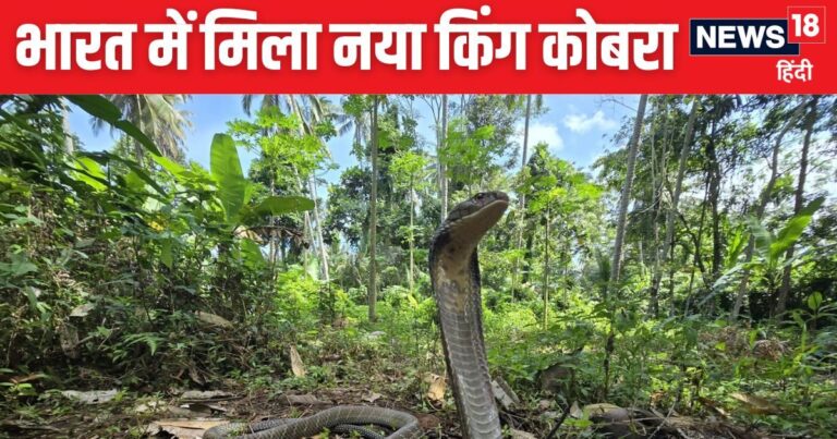 1 या 2 नहीं… 3 खतरनाक तरह के किंग कोबरा की खोज, वहां मिले जहां जमीन पर सो कर मजे लेते हैं लोग