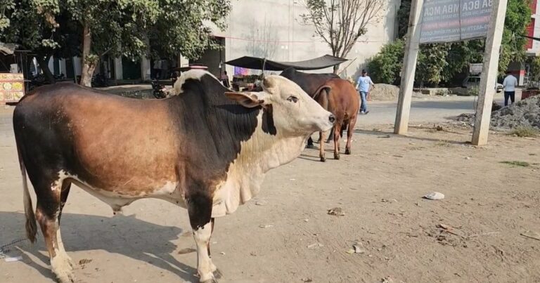 Yamuna Nagar Bull Attack: दूध लेने जा रहे थे कुलदीप, रास्ते में मिले सांड ने ले ली जान