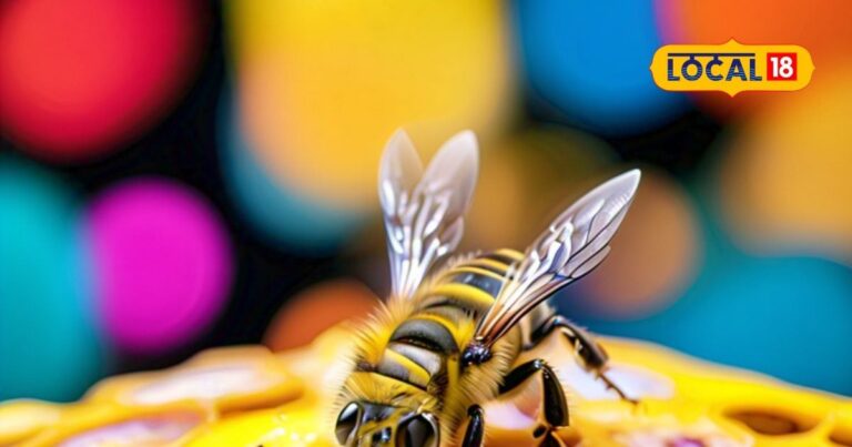 bee venom farming therapy collection techniques honey boxes SA