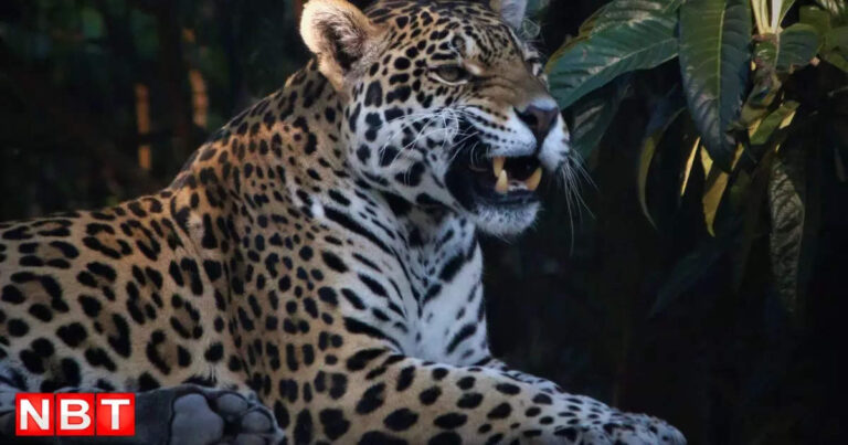 Panther News: जंगल से भागा पैंथर खेतों तक पहुंचा, गांववालों ने फंदे में फंसाया, देखें दशहत वाली गुर्राहट – rajasthan villagers trapped a panther in a net in bhilwara