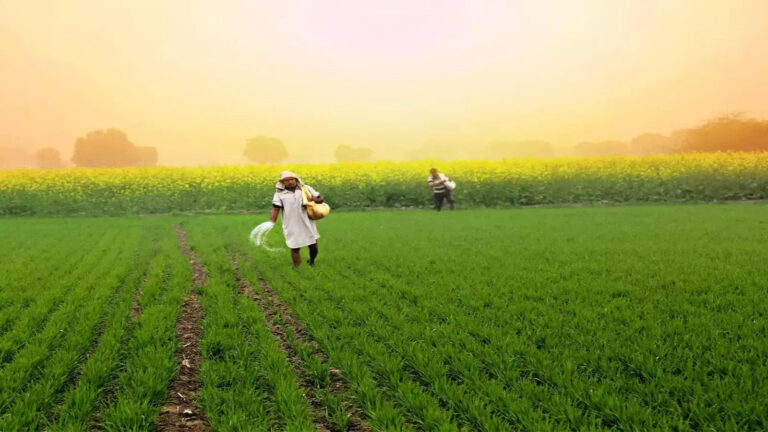 Bihar Farmer News,बिहार के गेहूं किसानों के लिए गुड न्यूज, नरेंद्र मोदी की सरकार ने भेजी बोरा के बोरा डीएपी – good news for farmers bihar received 73 thousand metric tons dap