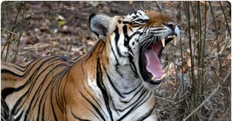 कौन है जीनत? जिससे दहशत में कई गांव, 2 राज्यों को करनी पड़ी बात, 20 KM तक पसरा सन्नाटा, बच्चों के स्कूल तक बंद