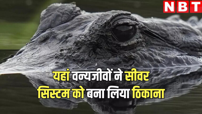 Us News,अमेरिकी सीवर सिस्टम में वन्यजीवों की भरमार! मगरमच्छ, रैकून और अन्य जीवों का बना नया आश्रय स्थल – us florida stormwater sewer systems being used as secret sanctuaries by alligators raccoons and others