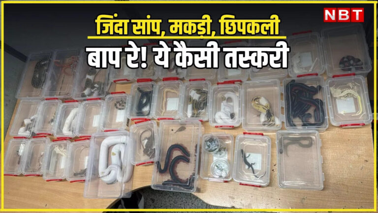 VIDEO: दिल्ली एयरपोर्ट पर लगेज की चेकिंग में मिले जिंदा सांप, मकड़ी और छिपकली, कस्टम अधिकारी भी हैरान! – delhi airport smuggling live snakes spiders and lizards found in bags of passengers arriving from bangkok