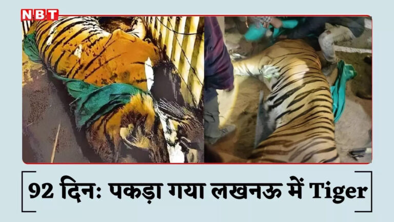 लखनऊ में 92 दिन बाद खौफ का अंत, पकड़ा गया बाघ, गांववालों ने बांटी मिठाइयां