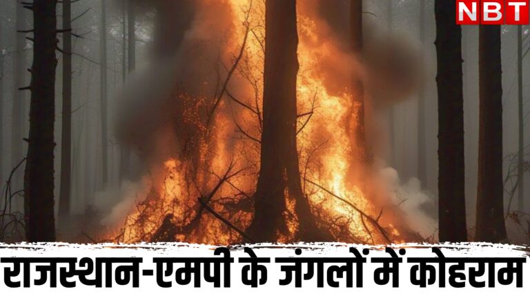 100 हेक्टेयर में जंगलों में लगी आग 48 घंटे बाद भी बेकाबू,राजस्थान-एमपी के जंगलों में मचा है कोहराम – rajasthan mp forest fire latest update after 48 hours fire in continues in junglee