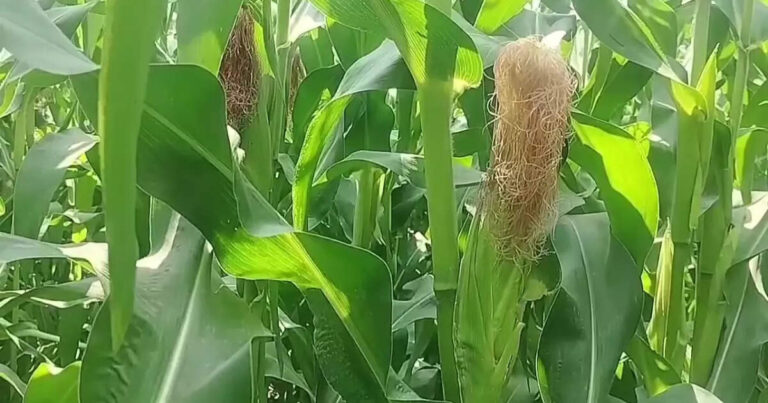 Success Story,25 हजार खर्च कर तीन महीने में कमाया 1,50,000! बेबी कॉर्न की खेती ने बदली किसान की किस्मत, जानें – baby corn farming in katihar changed fortunes of farmers they started earning bumper profits