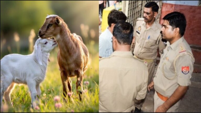 ‘ना डीएनए-ना गवाह’, थाने में ऐसे हुआ कौन है मेनने की मां का फैसला? पुलिसकर्मी भी मुस्कुरा उठे | Kanpur Lambs dispute unique case of finding mother of baby goat in Kanpur police station News