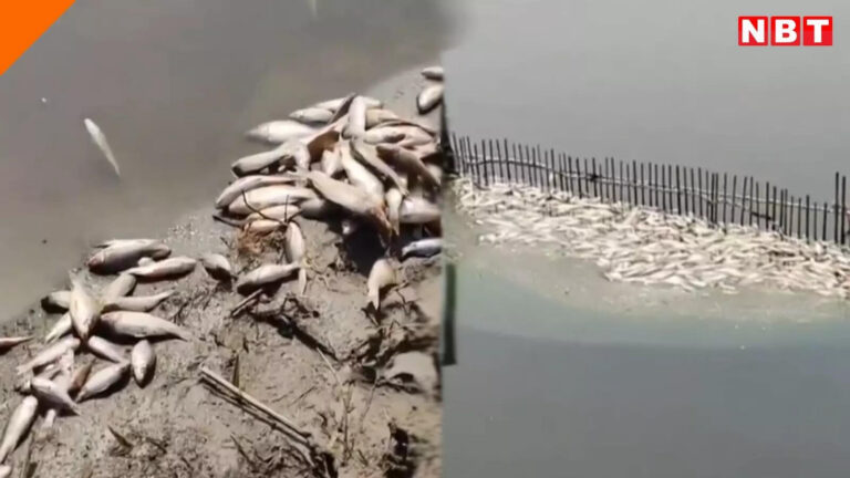 Delhi News : यमुना के पानी में फिर मिली मरी मछलियां, जानें क्या है वजह – delhi news yamuna pollution level rise fish died in river in burari