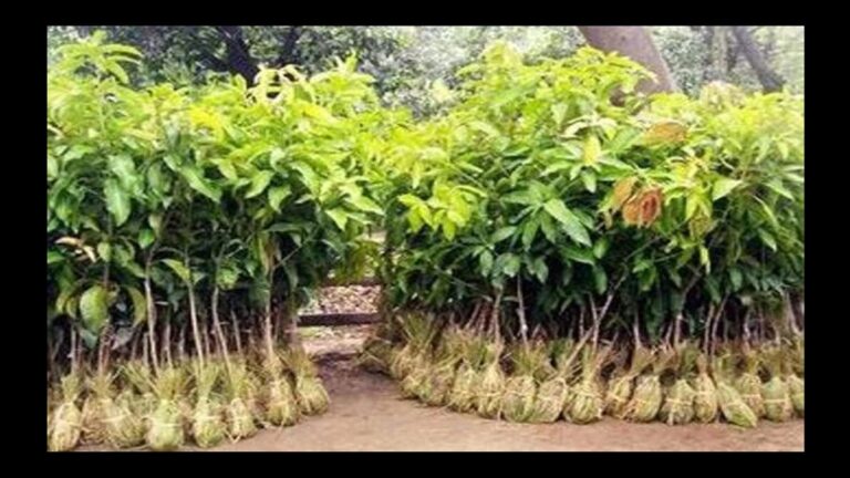 Bihar News: वायु गुणवत्ता सुधार की पहल: वर्ष 2024-25 में लगाए गए 1.99 लाख पौधे, फ्लाईओवर के नीचे हुआ सौंदर्यीकरण | पटना का ग्रीन स्पेस इनिशिएटिव ट्रैफिक और प्रदूषण की समस्याओं को हल करता है
