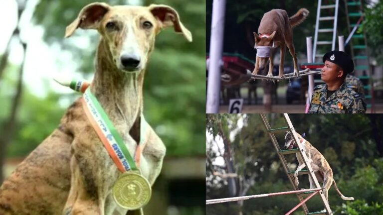 भारतीय नस्ल के कुत्तों ने बीएसएफ के आत्मनिर्भर K9 यूनिट की दिशा में बढ़ाया कदम | Indian Dog Breeds Join BSF K9 Units For Self-Reliance