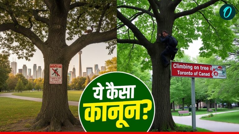 पेड़ पर चढ़े या लगाया झूला तो ₹60 लाख का लगेगा जुर्माना! इस देश में क्यों है अनोखा कानून? | Tree climbing Is Ban In Toronto Canada, Know The Reason And Law Behind