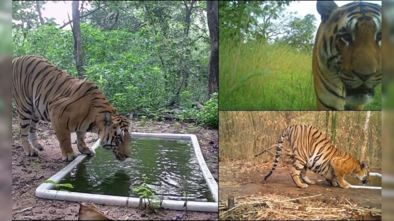 गुजरात में ‘बाघ’ की धमाकेदार एंट्री! अब ‘बिग कैट’ की तिकड़ी से थर्राएगा जंगल, बना अनोखा रिकॉर्ड