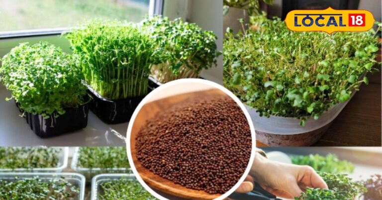 Gardening Tips: घर बैठे उगाएं हेल्दी माइक्रोग्रीन्स! सरसों के छोटे पौधों में छिपा बड़ा पोषण राज!