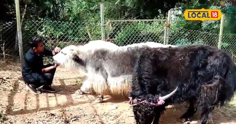 2619 किलोमीटर दूर से आया एक खास जानवर! हिमालय छोड़ याक कर्नाटक पहुंच गया…जानिए कैसे
