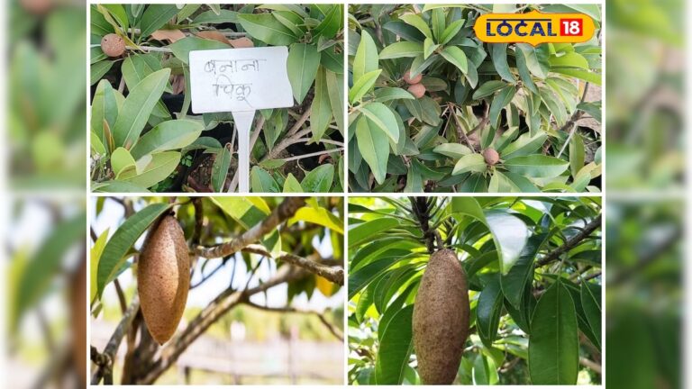 गमले में उग रहा ‘केले जैसा चीकू’, छत्तीसगढ़ में बनाना चीकू बना गार्डनिंग लवर्स की पसंद