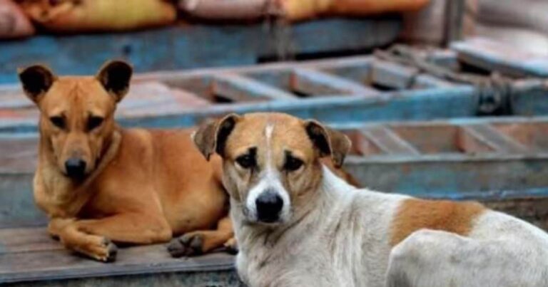 Telangana 500 Stray Dogs Killing Case | Telangana News- वोट के लिए हैवानियत! तेलंगाना में 500 कुत्तों सरपंचों ने जहर देकर मार डाला, करतूत से कांपा पूरा राज्य