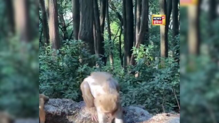 Viral Video: खेल-खेल कर हो गया था गंदा… बंदरिया मम्मा ने कपड़े की तरह बेटे को धो डाला