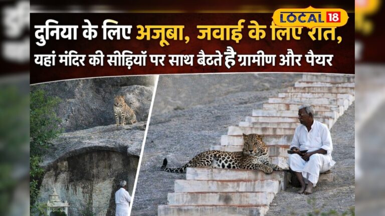 दुनिया के लिए अजूबा, जवाई की अनोखी रीत! मंदिर की सीढ़ियों पर साथ बैठते हैं इंसान और पैंथर – News18 हिंदी
