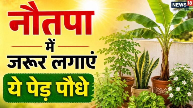 plant these auspicious tree during nautapa for prosperity | नौतपा में इन पेड़-पौधों का लगाना माना जाता है बेहद शुभ, घर को रखेंगे ठंडा और लाएंगे सुख-सम