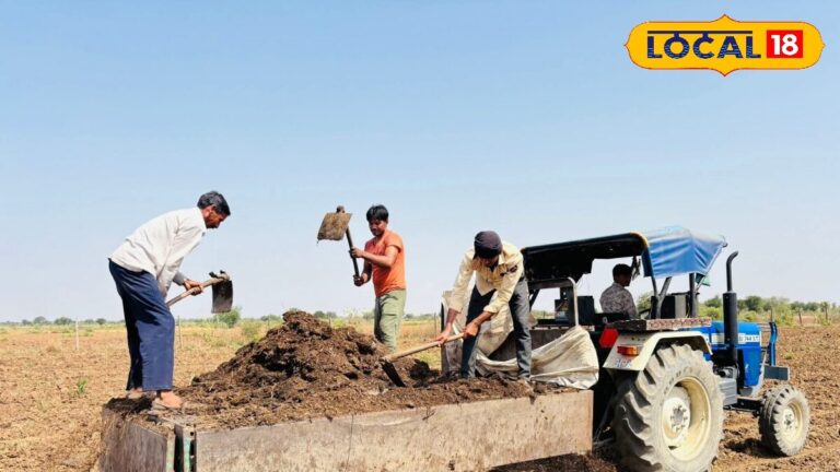 धान की खेती में किसान करें गोबर खाद का इस्तेमाल, सालों तक उपजाऊ रहेगी मिट्टी, पैदावार होगी बंपर