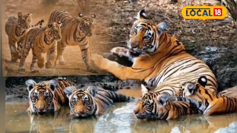 जन्म के समय देख नहीं सकते टाइगर के बच्चे, जानिए मां कैसे करती है उनकी सुरक्षा और परवरिश