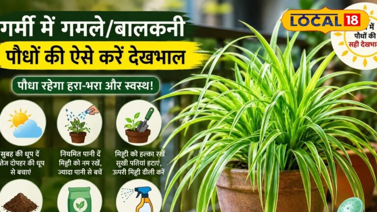 summer gardening tips how to keep plants green and healthy in hot weather