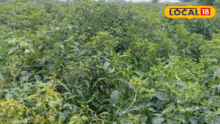 how chilli crop yellow vein mosaic virus bhanguri rog prevention tips by sujit pal