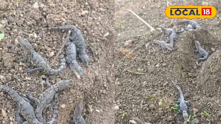 तेलंगाना के खेत में 20 मगरमच्छ के बच्चे और 60 अंडे,