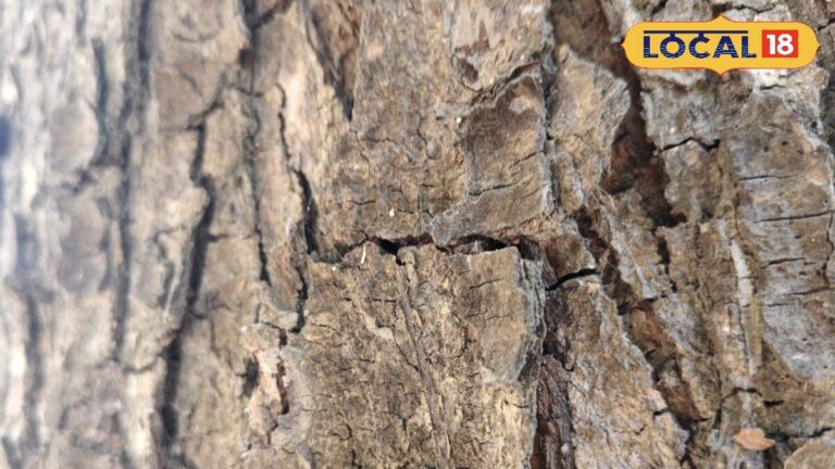 दवाइयों से नहीं ठीक हो रहा घाव, तो नीम की छाल का यह देसी नुस्खा कर सकता है कमाल
