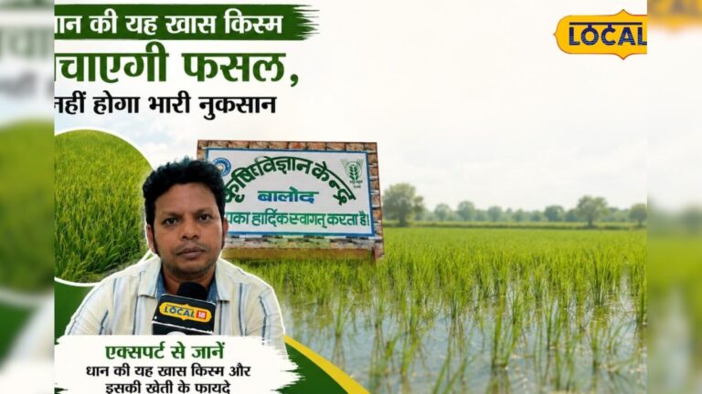 खेत में ज्यादा पानी भरने की टेंशन खत्म! धान की यह किस्म बचाएगी फसल, बढ़ेगा उत्पादन