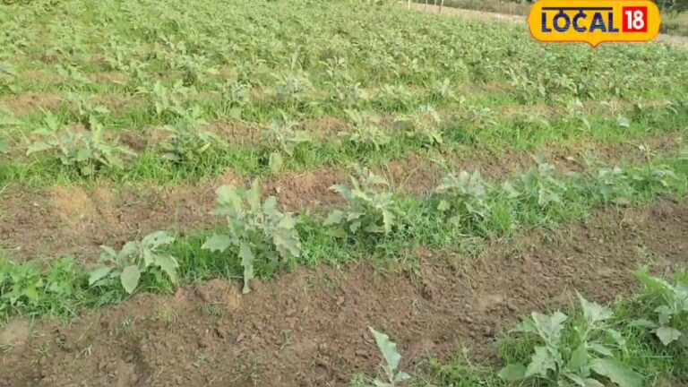 गोंडा के नान बाबू ने पारंपरिक खेती छोड़ उगाया बैंगन, ढाई हजार लगाया, कमया 60 हजार