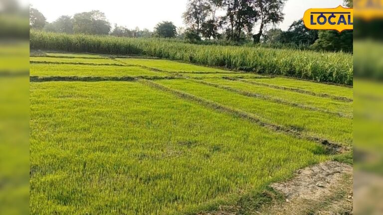 धान की नर्सरी में न करें ये गलतियां! कृषि वैज्ञानिकों ने बताए 4 जरूरी उपाय, बढ़ेगी पैदावार
