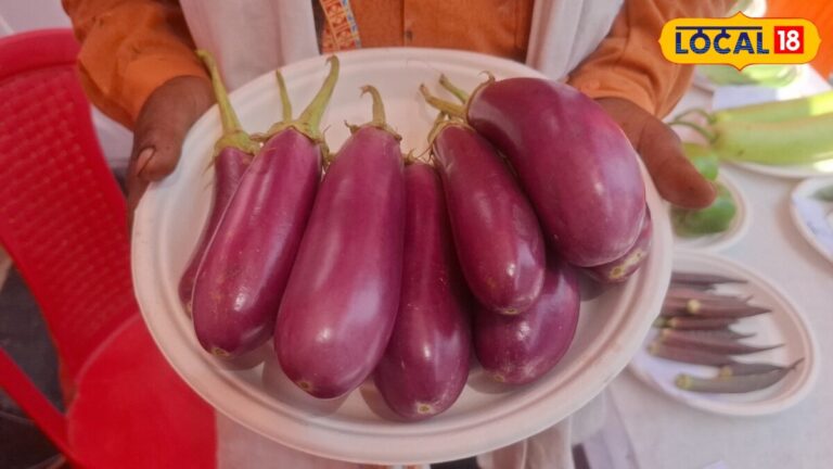 किसान करें बैंगन की खेती, 60 दिन में आमदनी शुरू, 6 महीने तक करते रहें तुड़ाई, खूब होगी कमाई