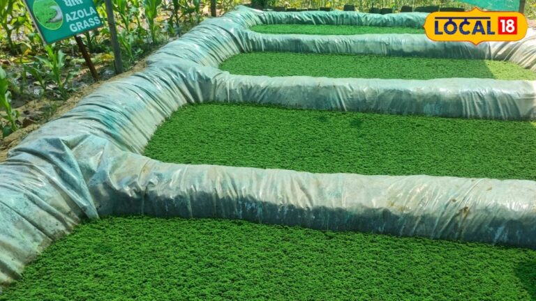 Krishi Smachar | Agriculture News