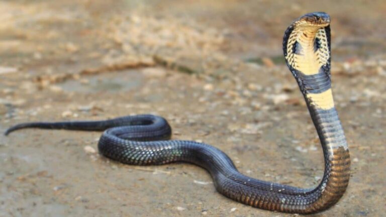 Snake detection Technique। how to detect snakes। घर में आ रही है इस चीज की महक तो समझ लेना बिन बुलाए आ धमका है सांप, पता लगाना बेहद आसान