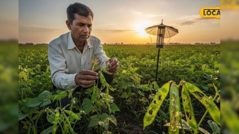 छत्तीसगढ़ में धान छोड़ इन फसलों की खेती करें किसान, सरकार देगी ₹15 हजार प्रति एकड़ सहायता