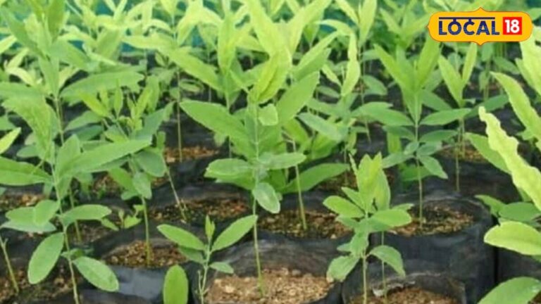 कम जमीन में चाहिए बड़ा मुनाफा, तो इन 5 पेड़ों की करें खेती और बन जाएं करोड़पति