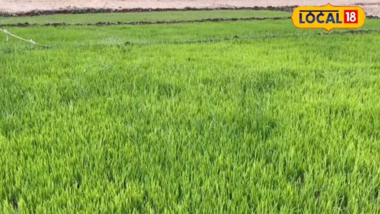 delayed monsoon paddy farming tips rice varieties expert advice