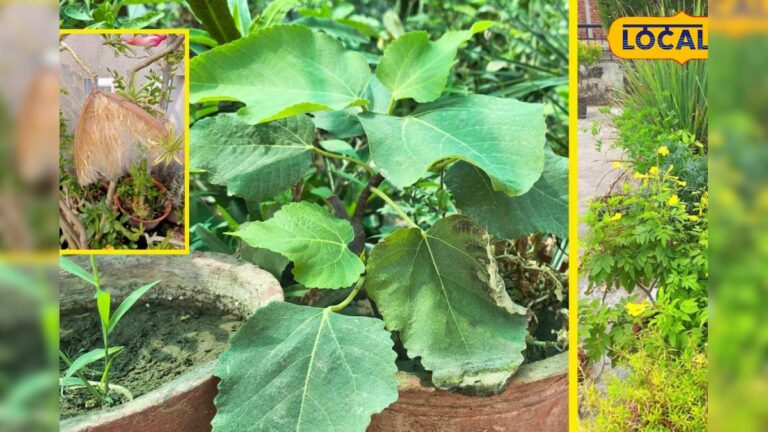 घर पर लगाएं ये 5 औषधीय पौधे, इम्यूनिटी होगी मजबूत, बीमारियां रहेंगी कोसों दूर, एक्सपर्ट से जानें टिप्स