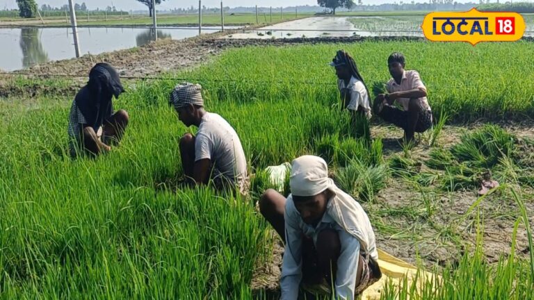 Paddy Farming: धान की पौध उखाड़ने से पहले क्यों जरूरी है यह एक काम? वैज्ञानिकों ने दी बड़ी चेतावनी, वरना सूख जाएगी फसल!