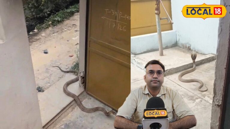 बरसात में सांप घर में क्यों आते हैं, जानिए बचाव और इलाज का सही तरीका
