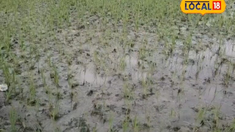 Paddy Khaira Disease: धान की पत्तियां पड़ रही हैं पीली, तो यहां जानिए खैरा रोग की पहचान और इलाज