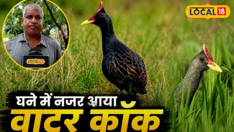 भरतपुर के घना में दिखा दुर्लभ वॉटरकॉक, इस खास पक्षी की वापसी क्यों मानी जा रही है पर्यावरण के लिए शुभ संकेत?
