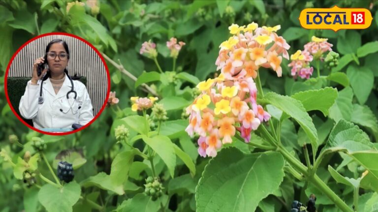 डायबिटीज, बुखार और सिर दर्द… ये जादुई औषधि निचोड़ देगी शरीर की सारी बीमारी, नहीं पड़ेगी महंगी दवाइयों की जरूरत