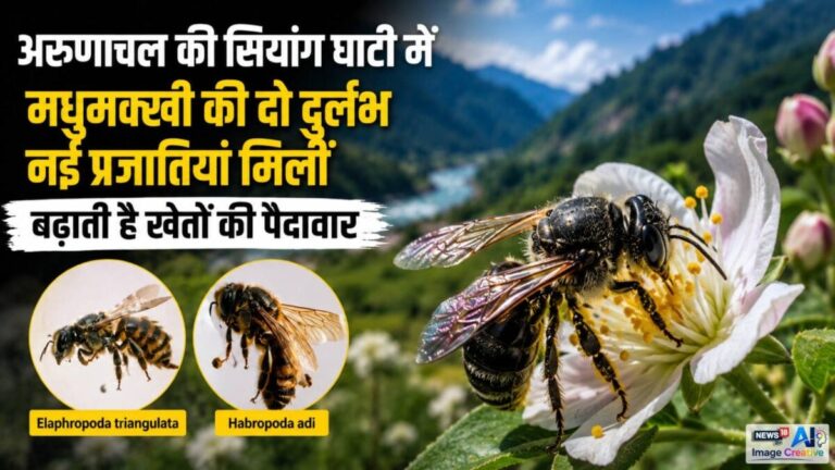 अरुणाचल: सियांग घाटी से वैज्ञानिकों ने खोजी दुर्लभ प्रजाति की दो मधुमक्खियां, बढ़ा देती हैं खेतों की पैदावार