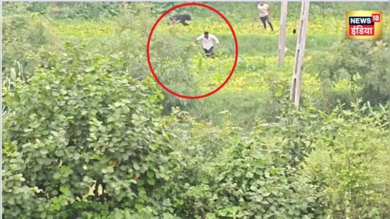 आगे-आगे भाग रहे थे लोग, इनके पीछे पड़ा था खतरनाक भालू, दहशत में बनासकांठा के कई गांव