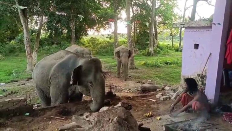 हाथियों का साथी है यह पुजारी, एक आवाज में जंगल से खिंचे आते हैं गजराज, फिर असम का वन विभाग क्यों हुआ नाराज
